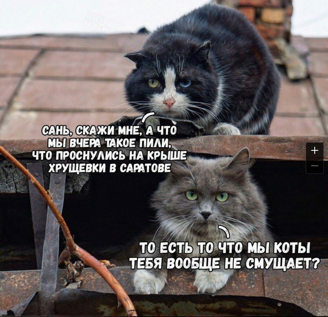 МЬЬВЧЕРА ИКОЕ ПИАИ ЧТО ПРОСНУАИСЬ НА КРЬШ_Е 39 ветьЁЬЪ б что ЁЁ коты я воопще не смущмгтгг и _ _ _ _ __ _