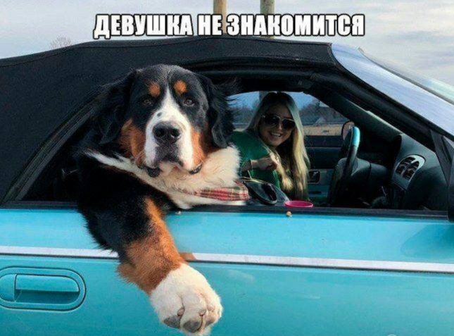 шиншил иЁзшпиитея