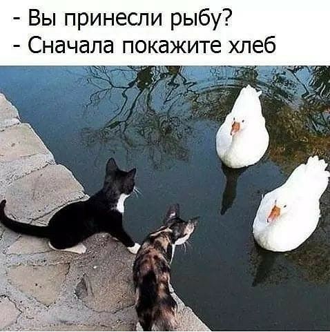 Вы принесли рыбу Сначала покажите хлеб