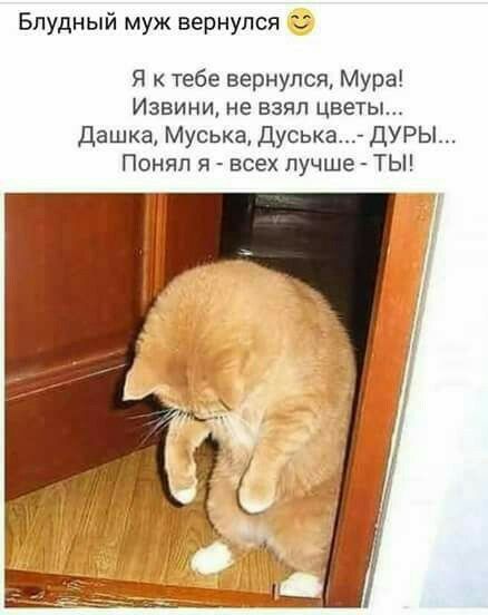 Блудный муж вернулся Я к тебе вернулся Мура Извини не взял цветы Дашка Муська Дуська_ ДУРЫ Понял я всех лучше ТЫ