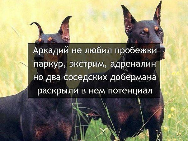 Аркадий не любил пробежки паркур экстрим адреналин но два соседских добермана раскрыли в нем потенциал дд л