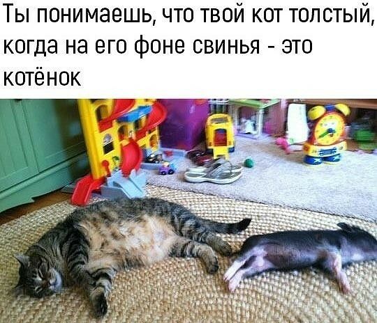 Ты понимаешь что твой кот толстый когда на его фоне свинья это котёнок