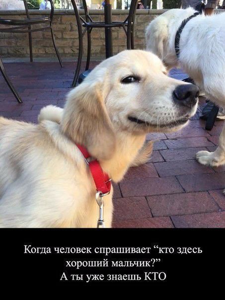 Когда человек спрашивает кто здесь хороший мальчик А ты уже знаешь КТО