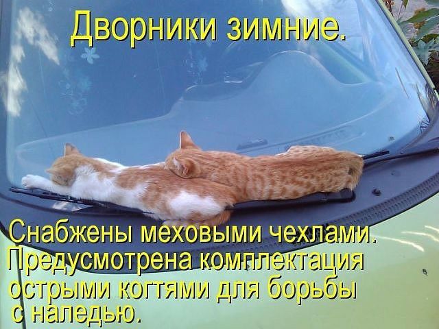 Усмотрена  ми. Когтями для