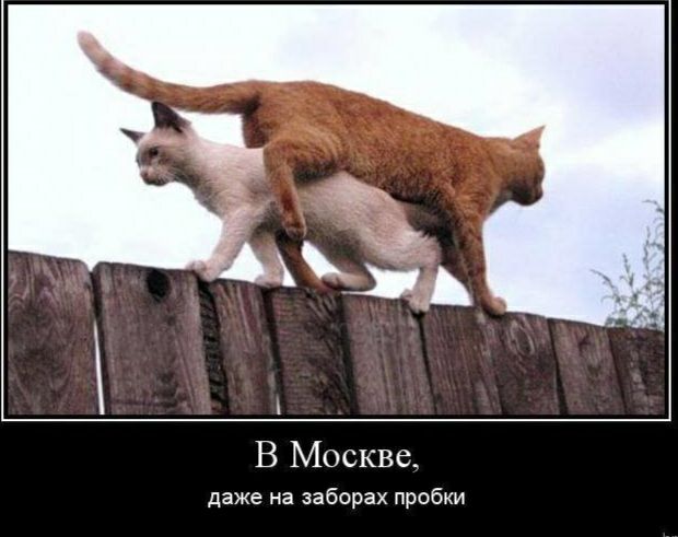 В Москве даже на заборах пробки