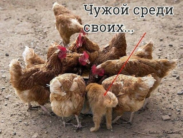 ЧуЖбй среди своих а