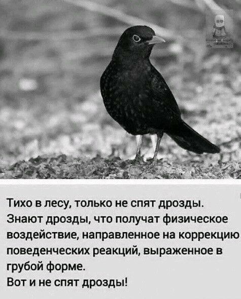 Тихо в лесу только не спят дрозды Знают дрозды что получат физическое воздействие направленное на коррекцию поведенческих реакций выраженное В грубой форме Вот и не спят дрозды