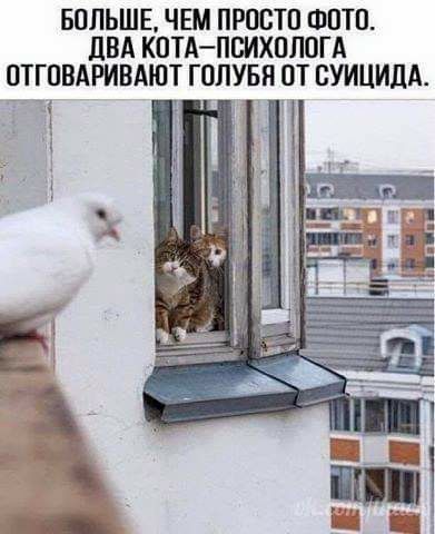 БОЛЬШЕ ЧЕМ ПРОСТО ФОТО ДВА КОТАПСИХОЛОГА ПТГОВАРИВАЮТ ГППУБН ПТ СУИЦИДА