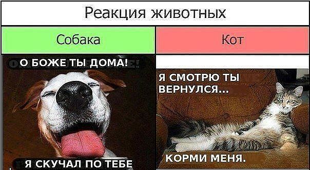 Реакция животных о БОЖЕ ты домд Я СМОТРЮ ТЫ ВЕРНУЛСЯ 2 КОРМИ МЕНЯ Я СКУЧАЛ ПО ТЕБЕ
