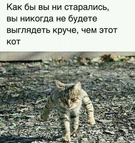 Как бы вы ни старались вы никогда не будете выглядеть круче чем этот