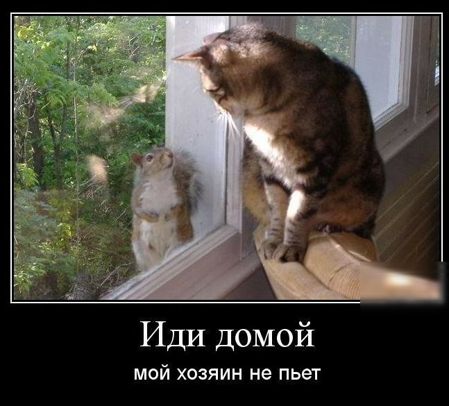 Иди ДОМОЙ МОЙ ХОЗЯИН не ПЬЭТ