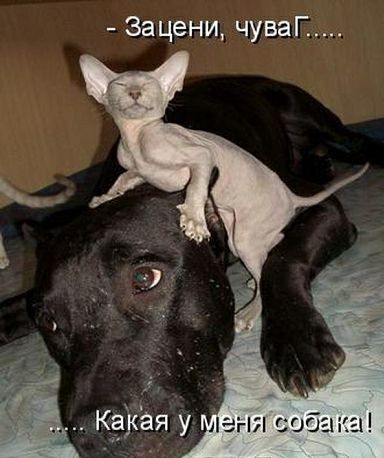 Зацени чуваГ