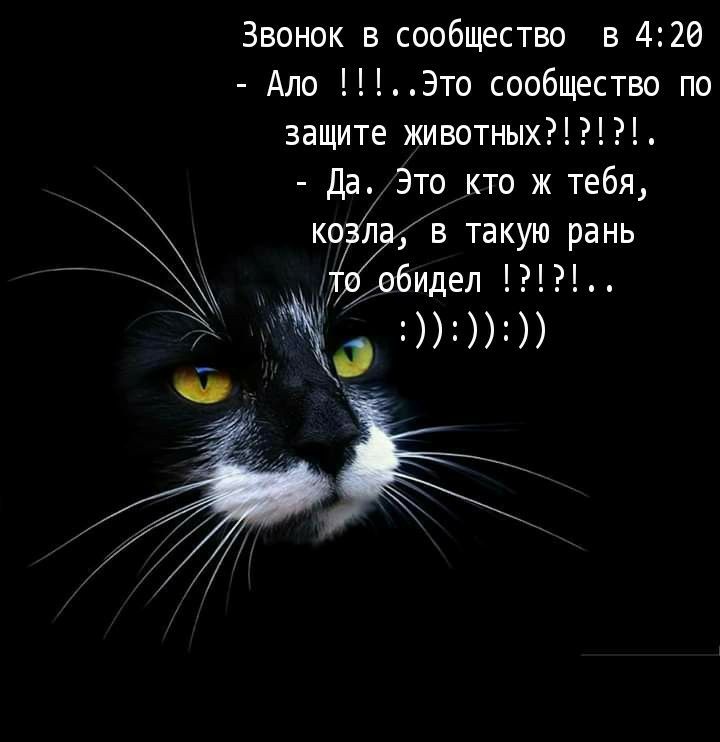 Звонок в сообщество в 420 Ало Это сообщество по защите животных Да Это кто ж тебя В такую рань бидел 0__