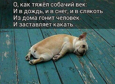 О как тяжёл собачий век И в дождь и в снег и в слякоть Из дома гонит человек И заставляет каКать Ъ