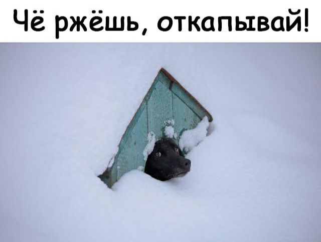 Чё ржёшь откапывай