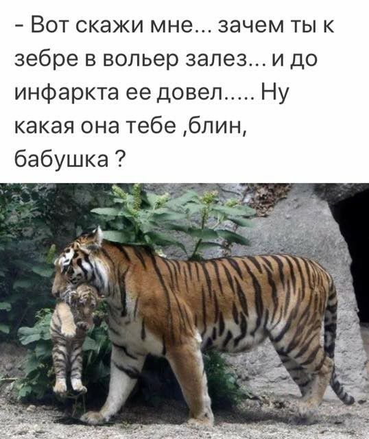Вот скажи мне зачем тык зебре в вольер залез и до инфаркта ее довел Ну какая она тебе блин бабушка