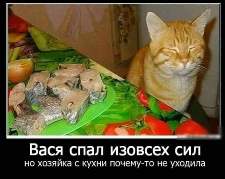 _ _ Вася спал изовсех сил НО ХОЗЯЙКЭ С КУХНИ почему то не уходила