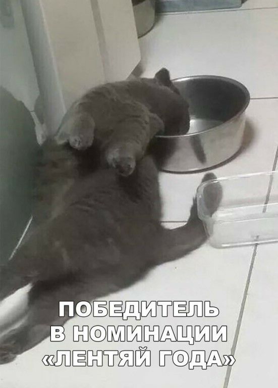 ПФБЁЩШЁЁЩЁ Шэшэптъщглвт тшй