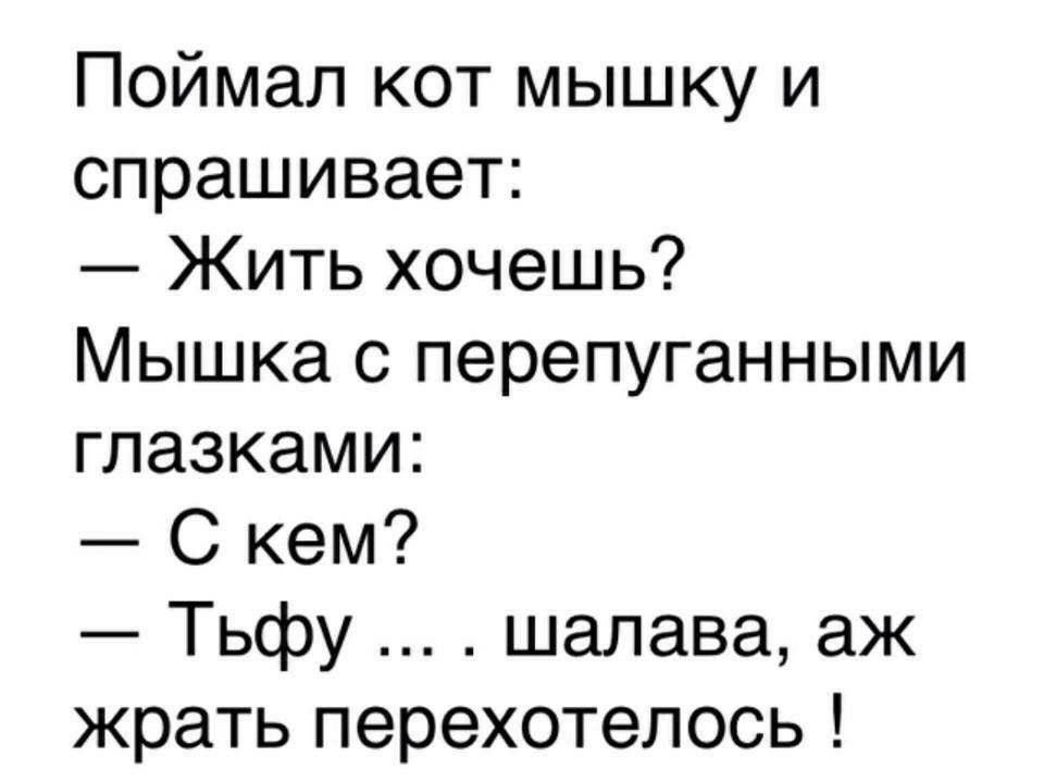 Поймал кот мышку и спрашивает Жить хочешь Мышка с перепуганными глазками С кем Тьфу шалава аж жрать перехотелось