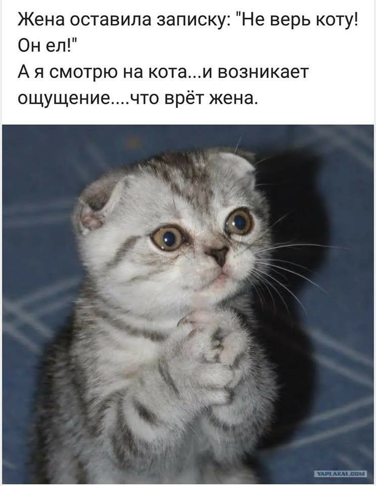 Жена оставила записку Не верь коту Он ел А я смотрю на котаи возникает ощущениечто врёт жена