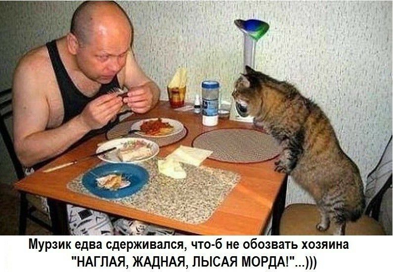 Мурзик едва сдерживася что б не обозвать хозяина НАГПАЯ ЖАДНАЯ ПЫСАЯ МОРДА