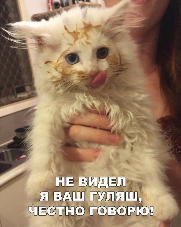 Не видел  я вашгуляш, п говорю! 1ю