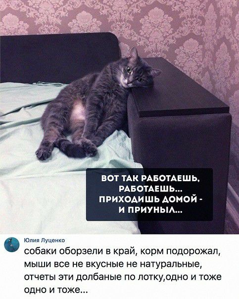 ВОТ ТАК РАБОТАЕШЬ РАБОТАЕШЬ ПРИХОАИШЬ АОМОЙ И ПРИУНЫА ю т собаки оборзепи в край корм подорожал мыши все не вкусные не натуральные отчеты эти допбаные по поткуодно И тоже одно и тоже