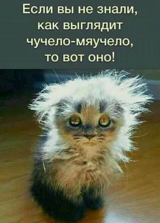 Если вы не знали как выглядит чучело мяучело то вот оно