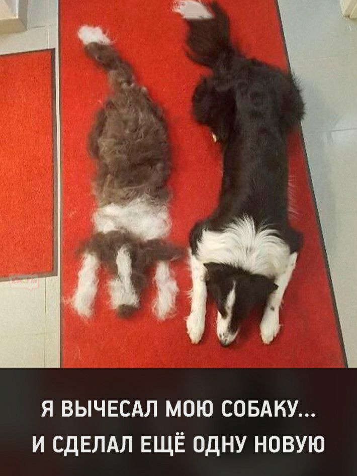 Я ВЫЧЕСАЛ МОЮ СОБАКУ И СДЕЛАЛ ЕЩЁ ОДНУ НОВУЮ