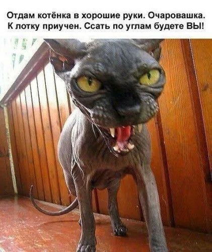 Отдам котёнка в хорошие руки Очаровашка к лотку приучен Ссать по углам будете вьп
