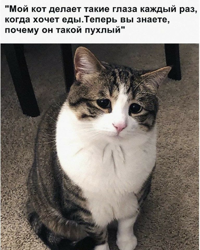 Мой кот делает такие глаза каждый раз когда хочет едыТеперь вы знаете почему он такой пухлый