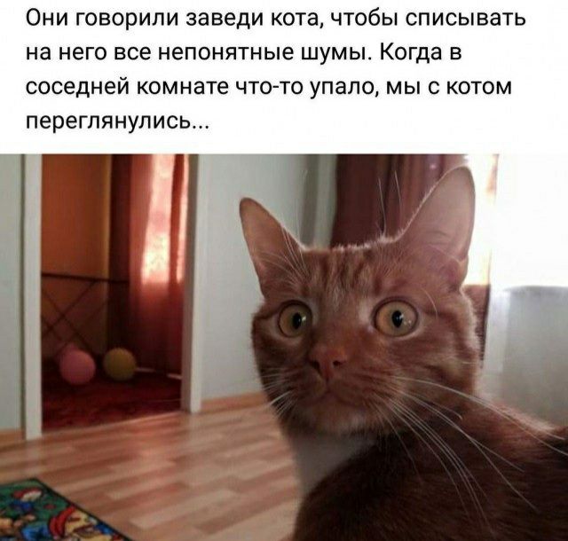 ОНИ ГОВОРИЛИ заведи КОТЗ ЧТОбЫ СПИСЫВЗ на него все непонятные ШУМЫ КОГДЗ В соседней комнате ЧТО С упало МЫ С КОТОМ переглянулись