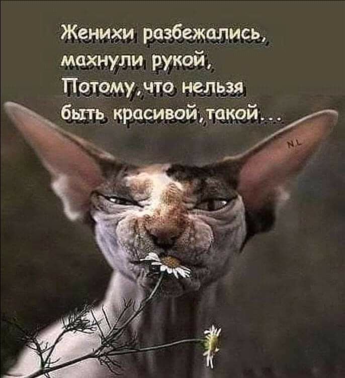 Женихи разбежались махнули рукой Пехов 5193 Ёьпь красивойта_к_07Й