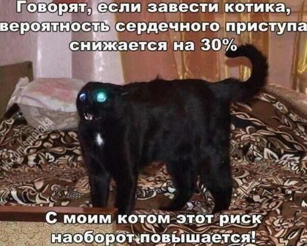 С моим кот: втпо