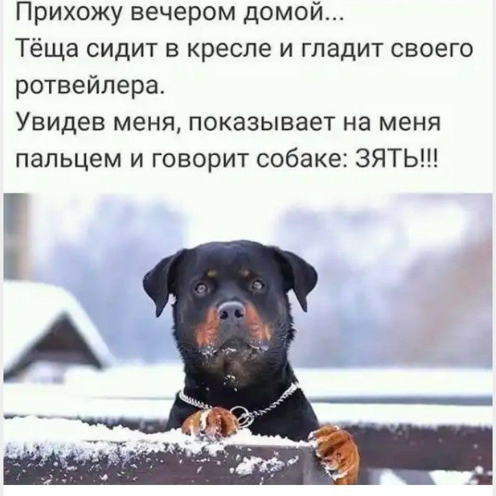 Прихожу вечером домой Тёща сидит в кресле и гладит своего ротвейлера Увидев меня показывает на меня пальцем и говорит собаке ЗЯТЬ