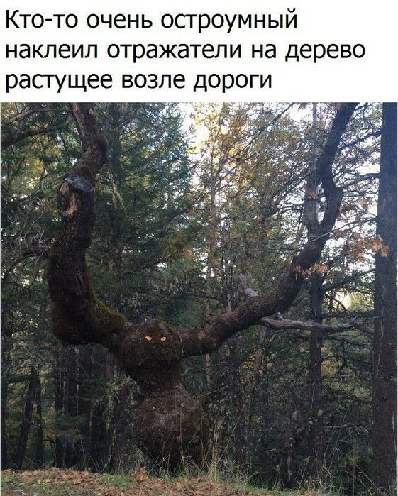 Кто то очень осгроумный наклеил отражатели на дерево растущее возле дороги
