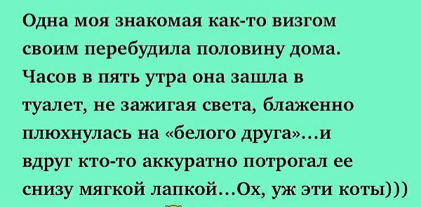 Одна моя знакомая както визгом своим перебудила половину дома Часов в пять утра она зашла в туалет не зажигая света блаженно плюхнулась на белого другаи вдруг кто то аккуратно потрогал ее снизу мягкой лапкой Ох уж эти коты