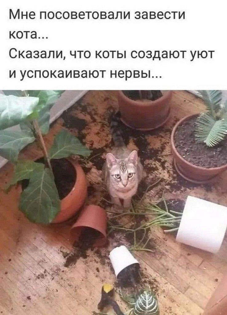 Мне ПОСОВЕТОВЭЛИ ЗЭВЭСТИ кота СКЭЗЭЛИ ЧТО КОТЫ создают УЮТ И УСПОКЭИВЗЮТ нервы