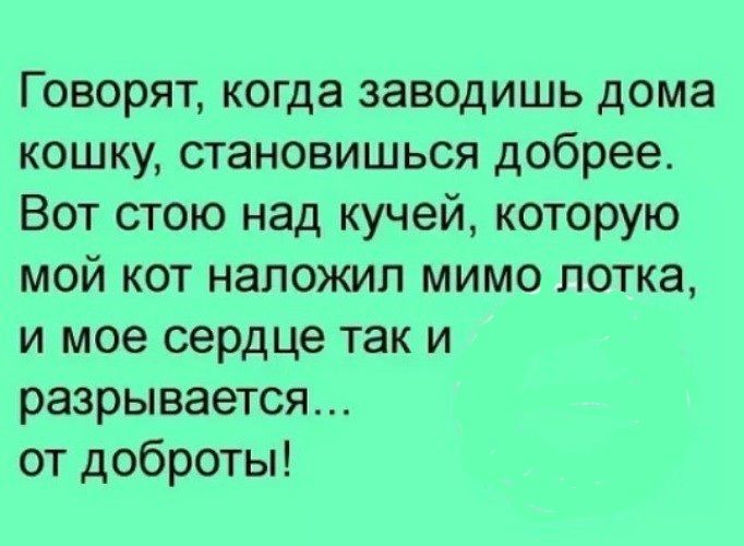 Говорят когда заводишь дома кошку становишься добрее Вот стою над кучей которую мой кот наложил мимо лотка и мое сердце так и разрывается от доброты