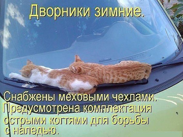 Дворники зим  чстоыми когтями для бобьбы '  налельюо. Е