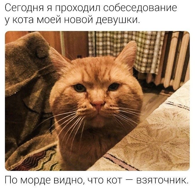 СеГОДНЯ Я проходип собеседование у кота моей новой девушки По морде видно что кот взяточник