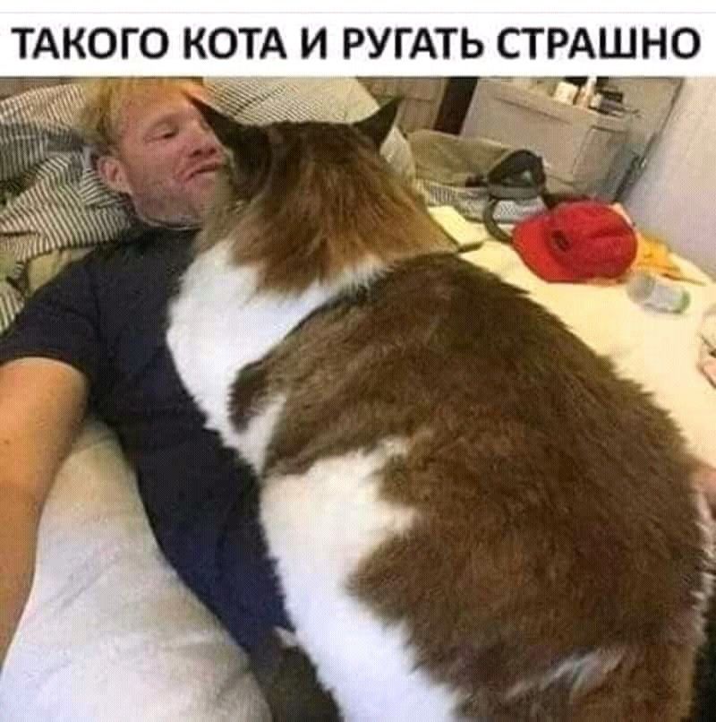 ТАКОГО КОТА И РУГАТЬ СТРАШНО хі 1 _