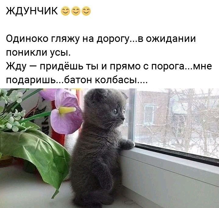 ЖДУНЧИК ОФ ОДИНОКО ГЛЯЖУ на ДОРОГУВ ожидании ПОНИКЛИ УСЫ Жду придёшь ты и прямо с порогамне подаришьбатон колбасы т