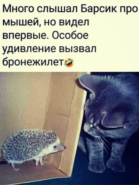 Много слышал Барсик про мышей но видел впервые Особое удивление вызвал бронежилета
