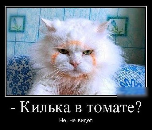 Килька в томате Не не видел