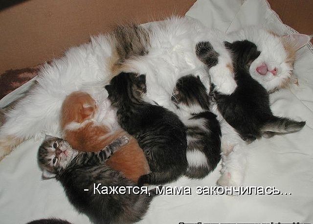 Кажетс