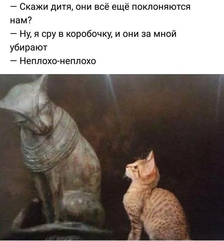 Скажи дитя они всё ещё поклоняются нам Ну я сру в коробочку и они за мной убирают Неплохонеплохо
