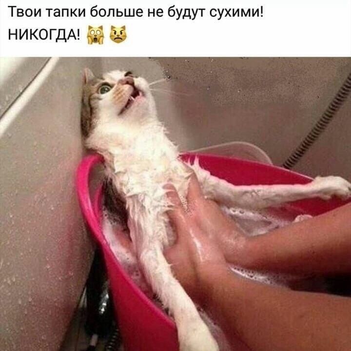 Твои тапки больше не будут сухими никогдА Й и