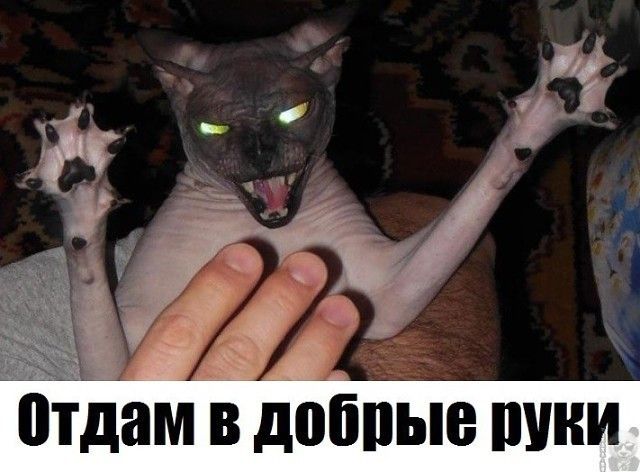 бйтдамав добпые вини
