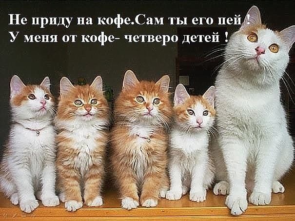 Фото Котят По Месяцам